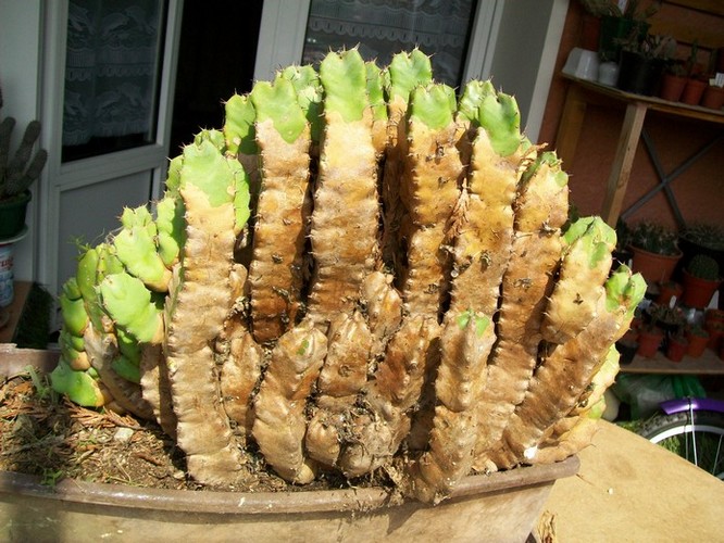 Euphorbia resinifera.JPG