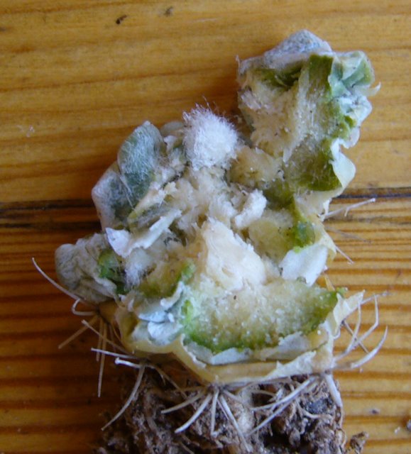 Recto Echinocactus polycephalus ssp. xeranthemoides SB 475.JPG