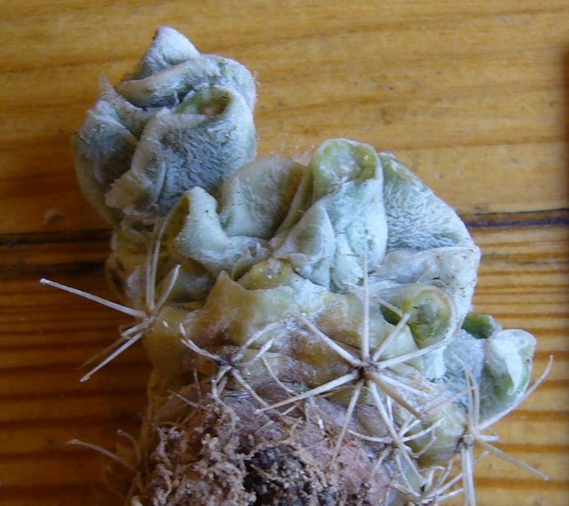 Verso Echinocactus polycephalus ssp. xeranthemoides SB 475.JPG