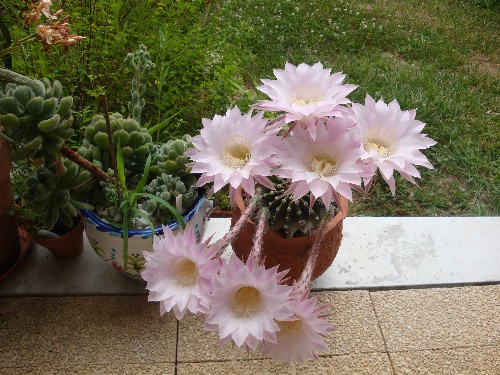 Copie de DSC06340.JPG