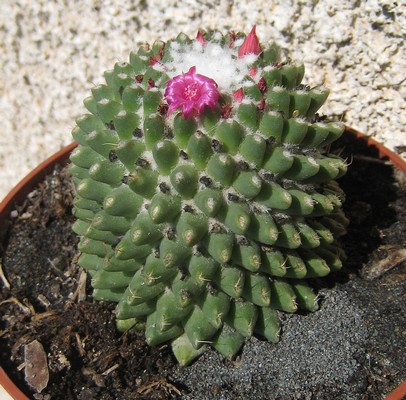 cactus1.jpg