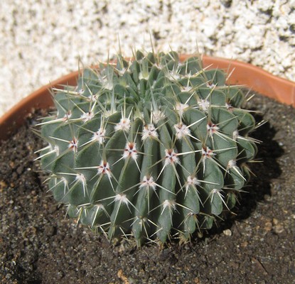 cactus2.jpg