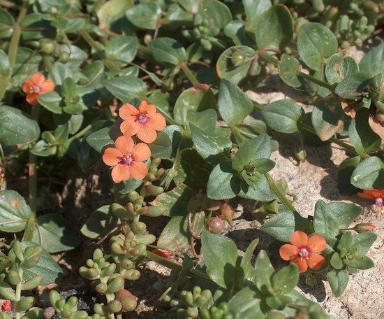 Anagallis arvensis.JPG