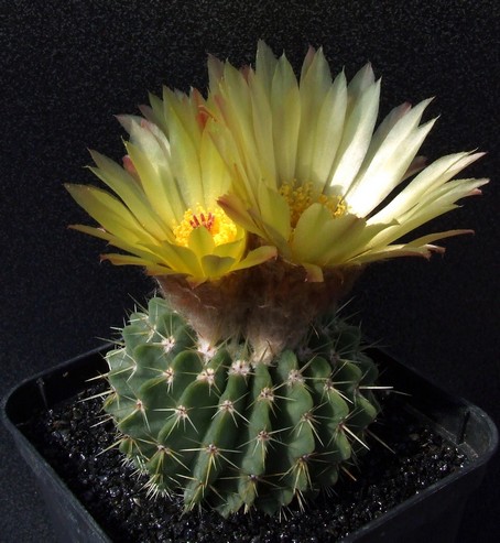 parodia buiningii 2.jpg