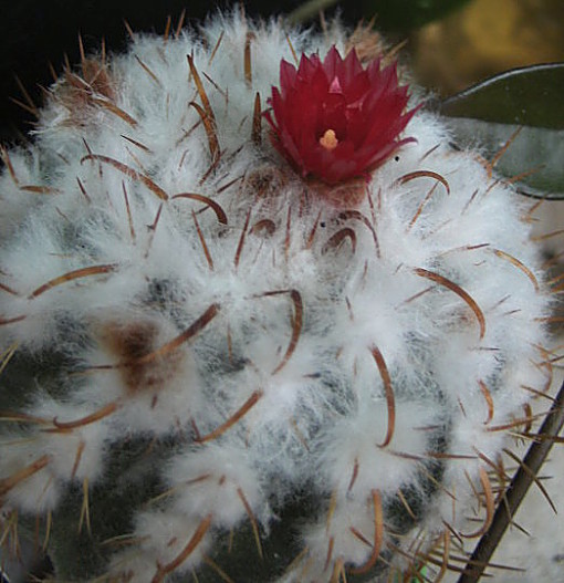 Parodia schwebsiana le 29 8 2010 - 2 - Ndc.jpg