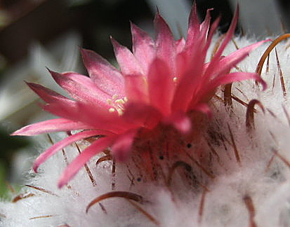 PARODIA SCHWEBSIANA LE 2010 31 08 Nelde.jpg