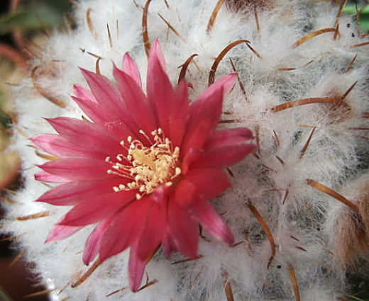 Parodia schwebsiana 31 8 2010_Ndc1.jpg