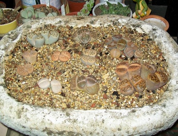 Lithops en pot.JPG