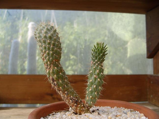 Cylindropuntia fulgida v mammilata.JPG