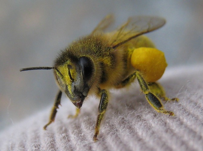 abeille.jpg