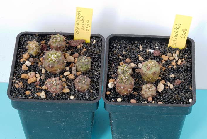 Copiapoa-echinoides.jpg