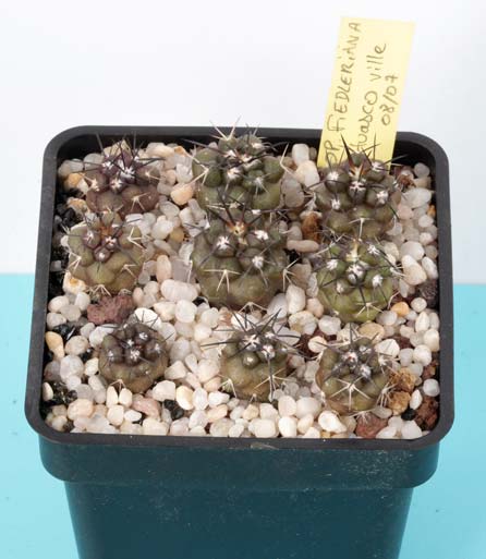 Copiapoa-fiedleriana.jpg