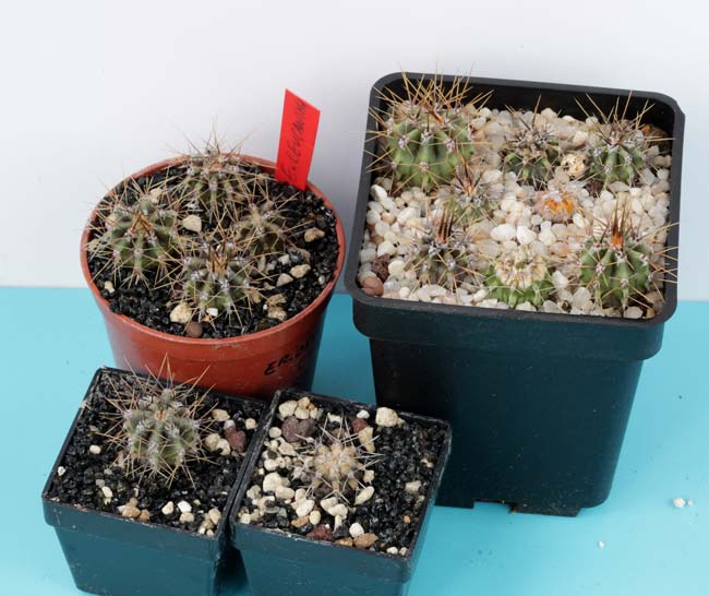Echinopsis-leucantha.jpg
