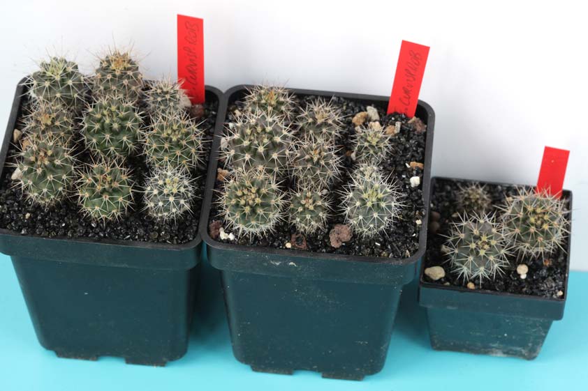 Eriosyce-curvispina-robusta.jpg