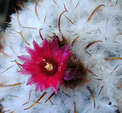 Par. Schwebsiana 17 9 10 Ndc.jpg