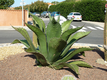 agave.jpg