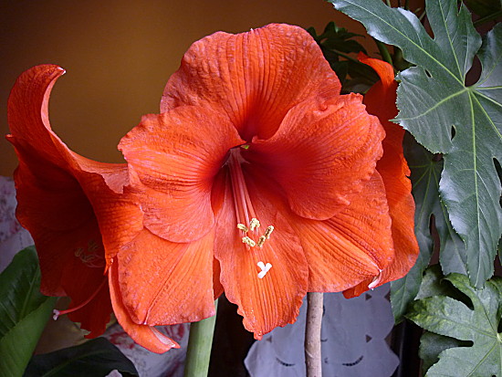 AMARYLLIS 27 12 2010_Nelde.jpg