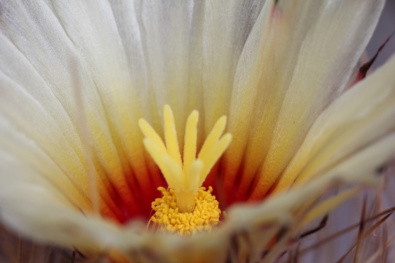 Copie de plante canon 1 059.jpg