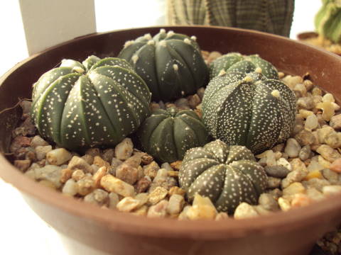 Astrophytum asterias x myriostigma 2.JPG