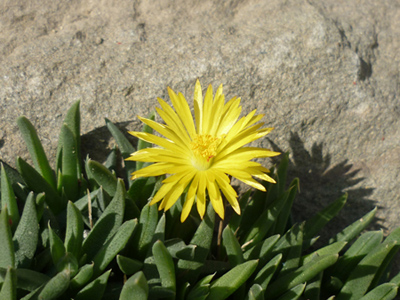 delosperma dans rocaille.jpg