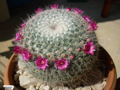 mammillaria hahniana.jpg
