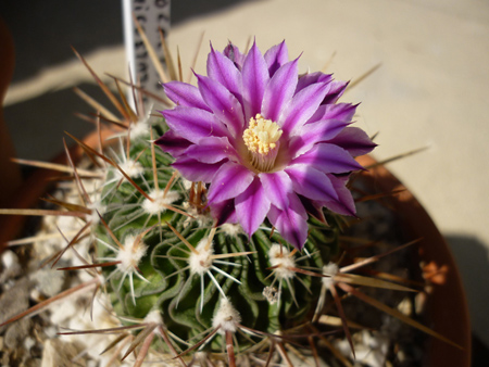 stenocactus multicostatus.jpg