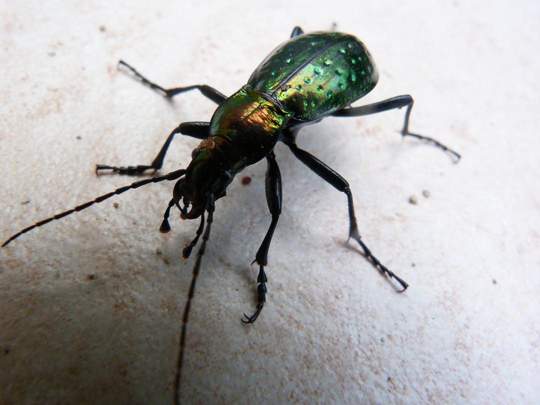 carabe doré 25%.JPG