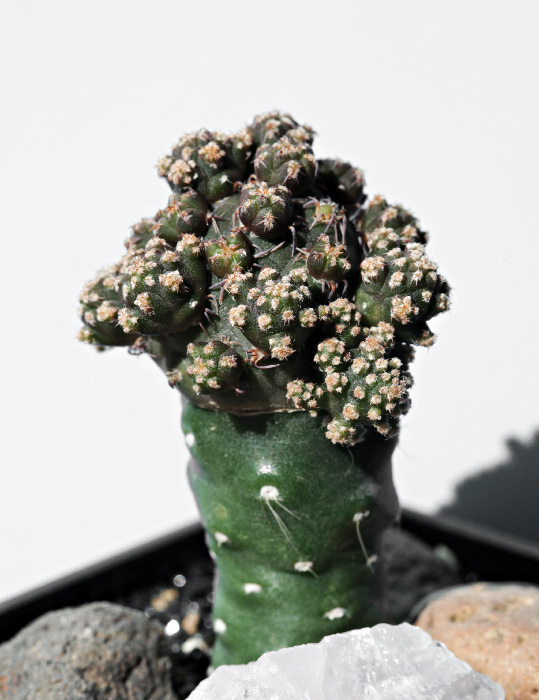 bonnieae.jpg