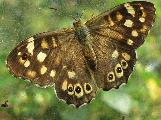 PAPILLON 17 10 2011_Ndc.jpg