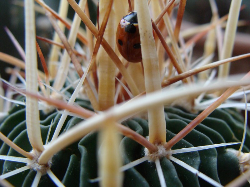 Mini Cocci 2 120.jpg