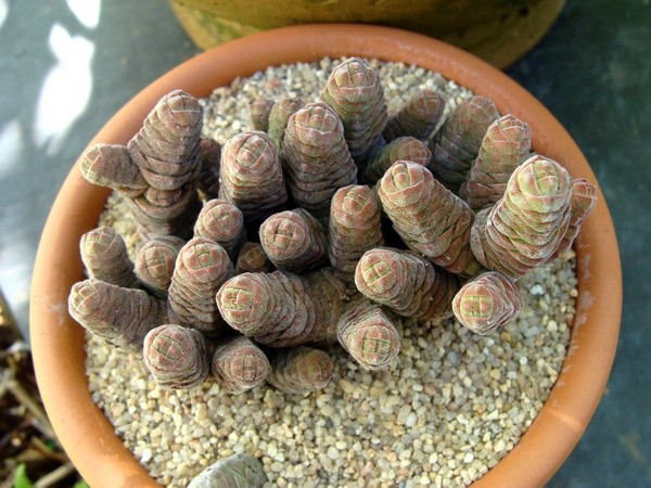 Crassula columella.jpg