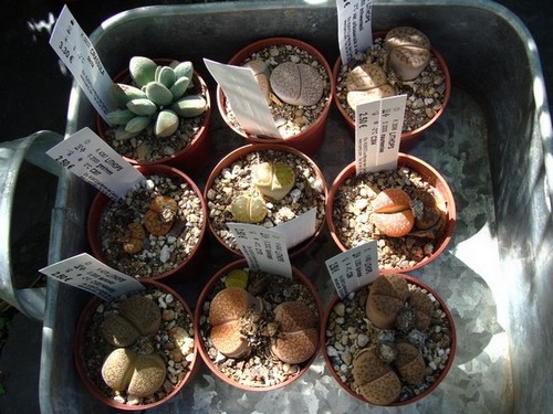 Nouveau Lithops.jpg