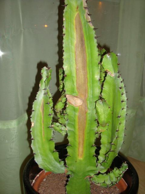 DSC01506.jpg
