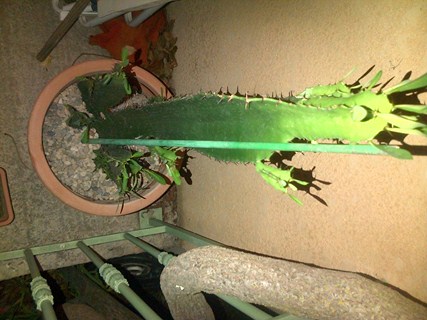 IMG-20120928-00008 (Copier).jpg