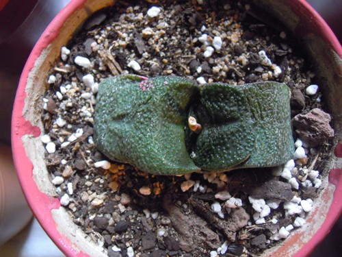 DSCN2441 (Copier).JPG