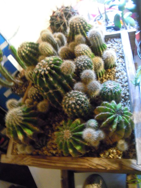 DSCN2445 (Copier).JPG