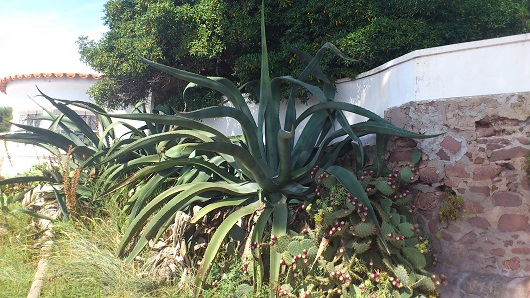 Agave et Opuntia1.JPG
