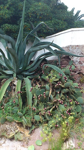 Agave et Opuntia2.JPG