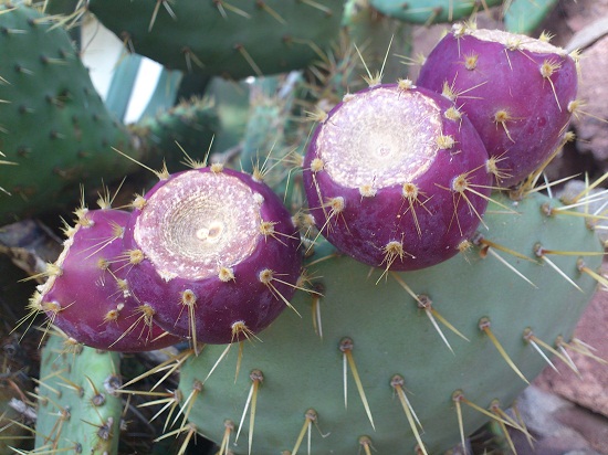 Opuntia2.JPG