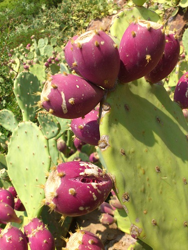 Opuntia5.JPG