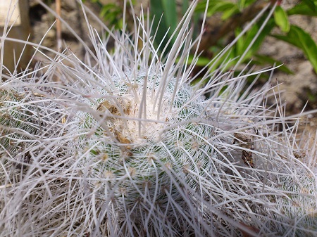Mammillaria geminispina3.JPG