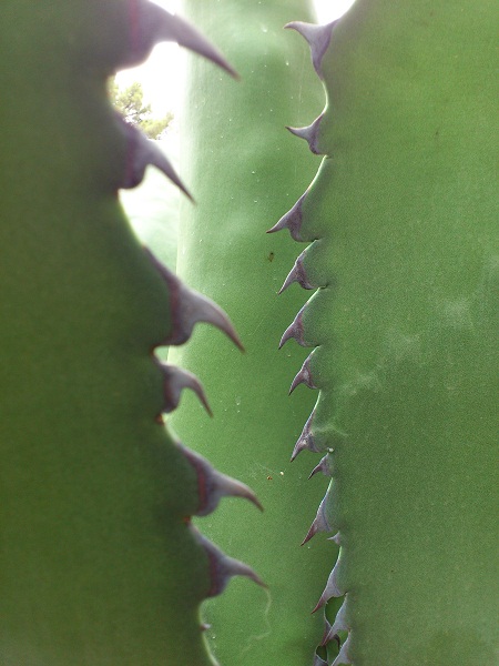 Agave6.JPG