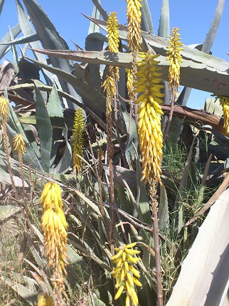Agave & Aloe.jpg