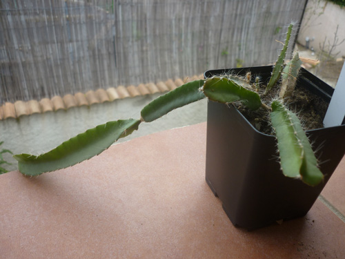 Hylocereus undatus semis Pitaya 2009.jpg