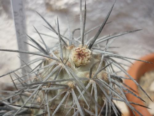 Tephrocactus alexanderi.jpg