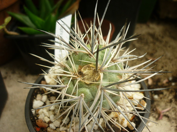 Thephro alexanderi 18 5 2013_Ndc.jpg