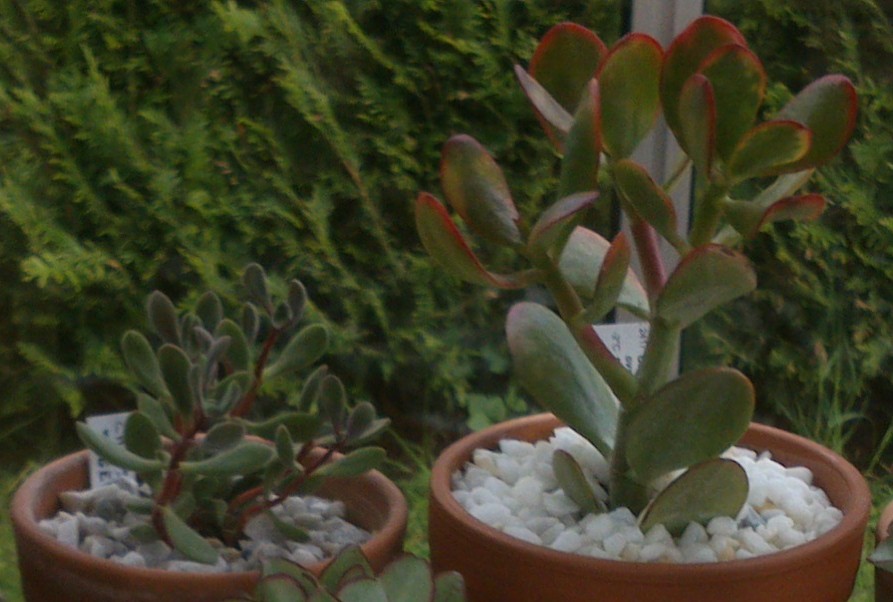 crassula 2.jpg