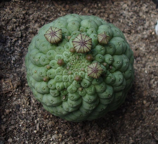 Larryleachia perlatum.jpg
