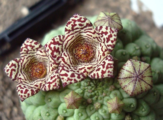 Larryleachia perlatum.jpg