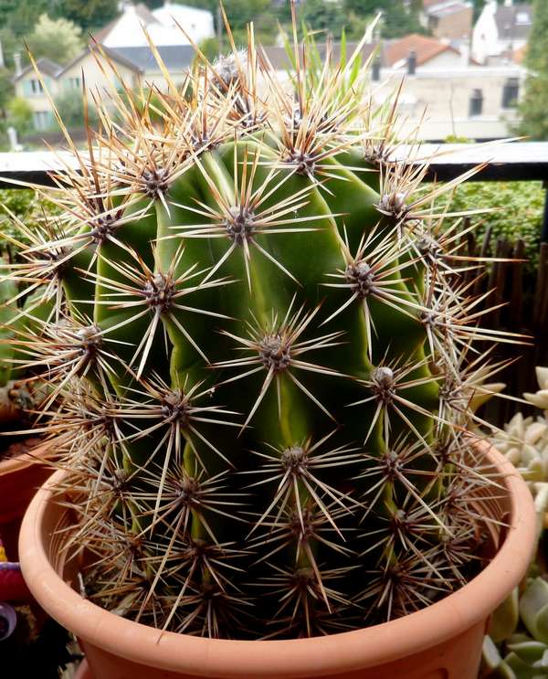 Echinopsis.JPG